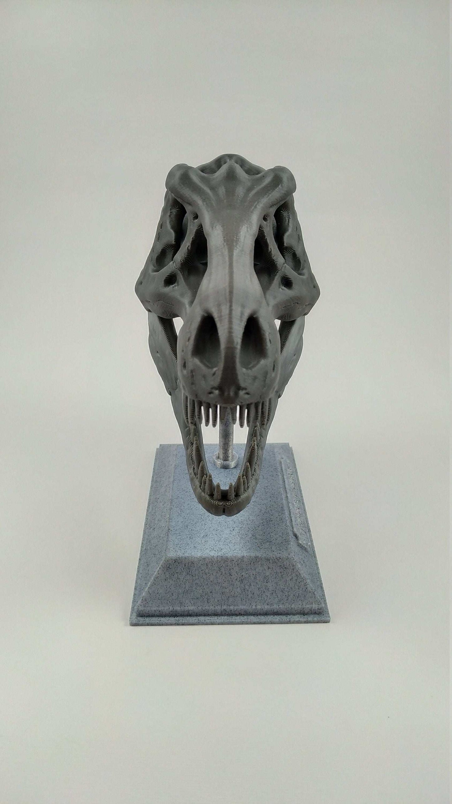 T-Rex Dinosaur Realistic Skull with stand 3D printed - 3DEvricPrinting