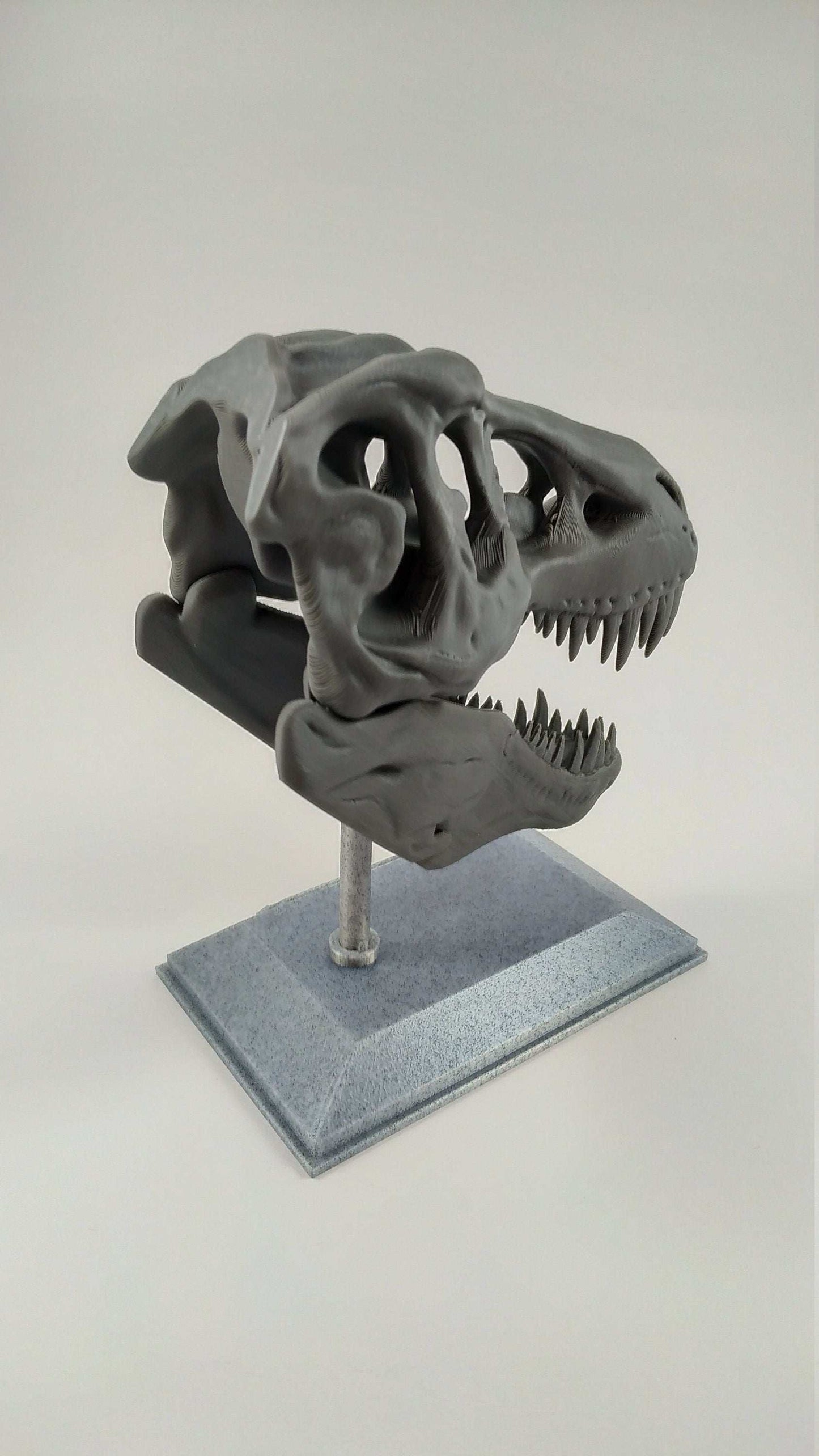 T-Rex Dinosaur Realistic Skull with stand 3D printed - 3DEvricPrinting