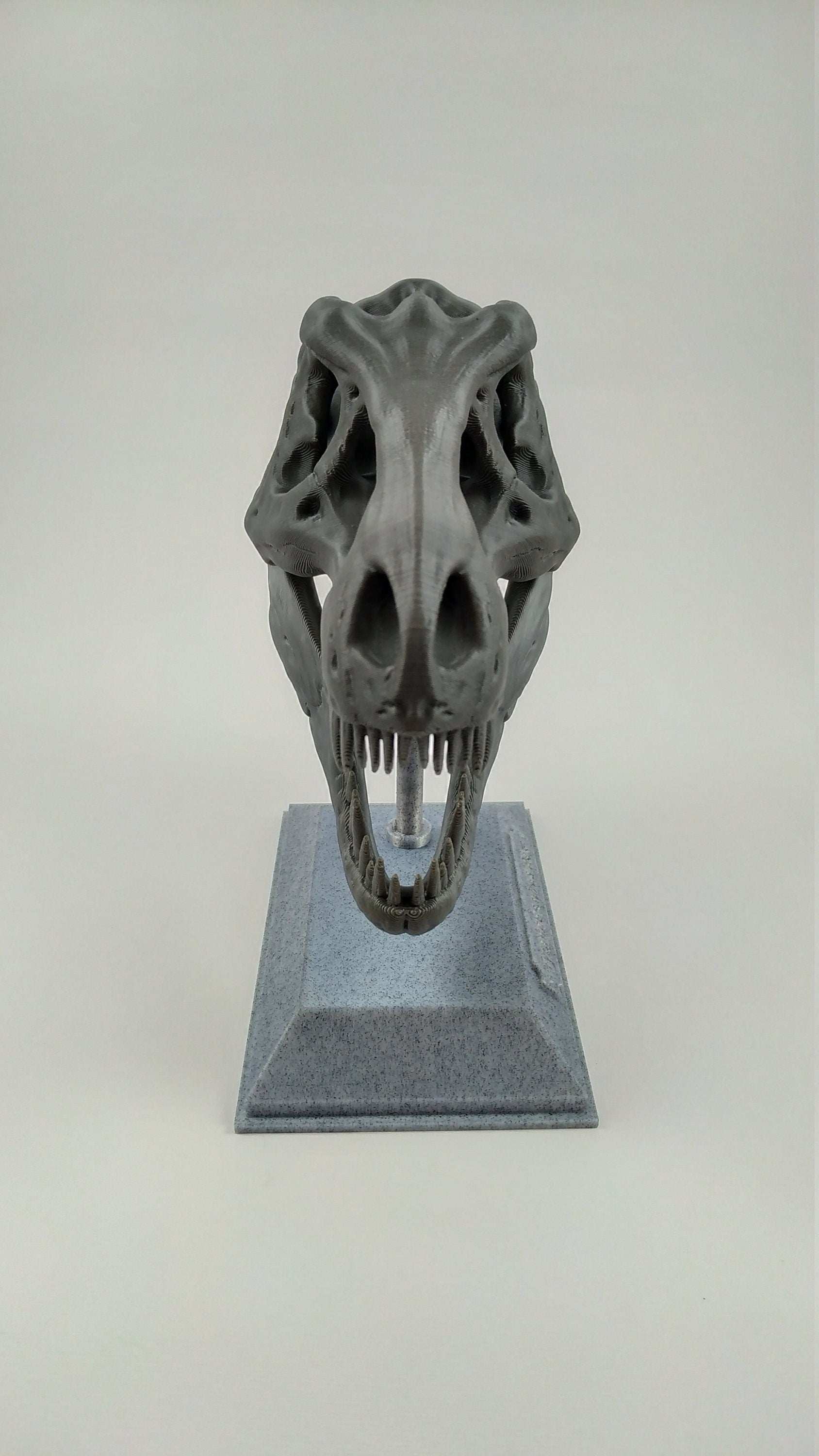 T-Rex Dinosaur Realistic Skull with stand 3D printed - 3DEvricPrinting