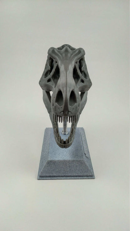 T-Rex Dinosaur Realistic Skull with stand 3D printed - 3DEvricPrinting