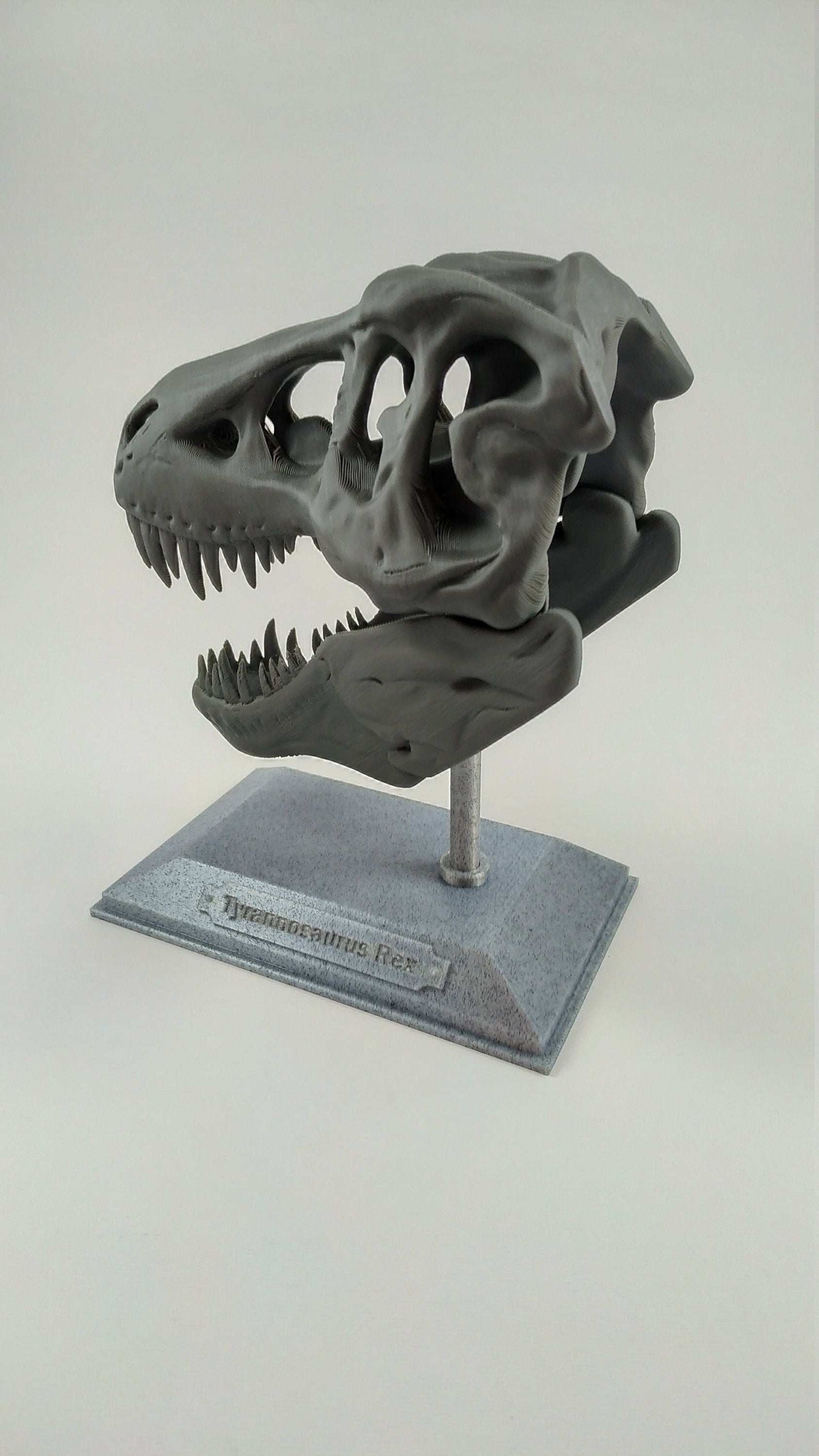 T-Rex Dinosaur Realistic Skull with stand 3D printed - 3DEvricPrinting