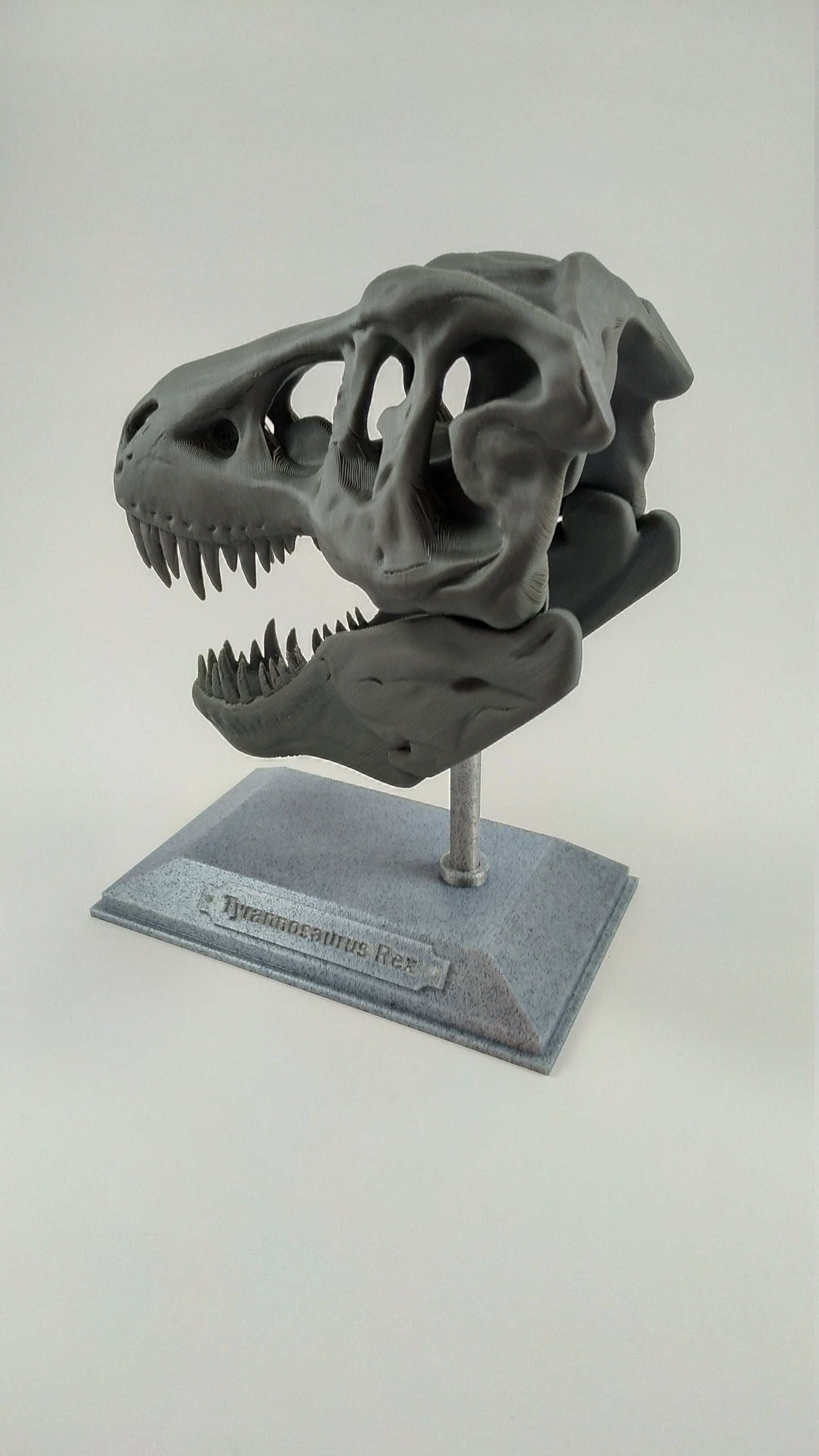 T-Rex Dinosaur Realistic Skull with stand 3D printed - 3DEvricPrinting