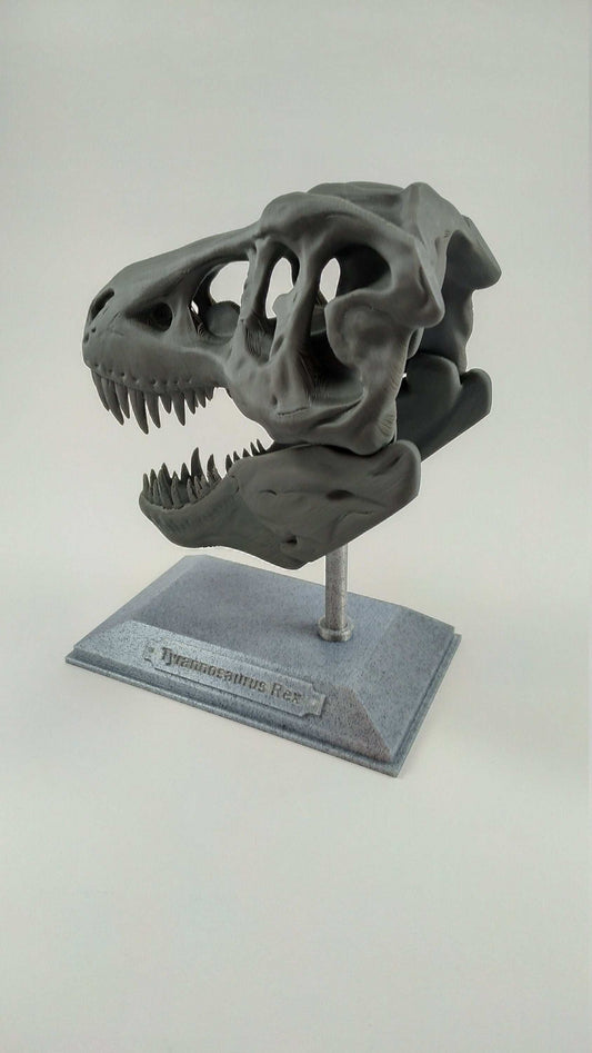 T-Rex Dinosaur Realistic Skull with stand 3D printed - 3DEvricPrinting