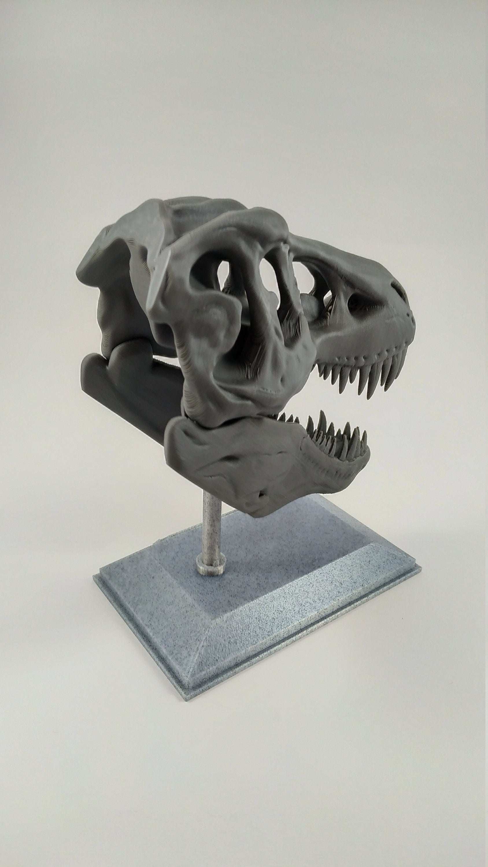 T-Rex Dinosaur Realistic Skull with stand 3D printed - 3DEvricPrinting