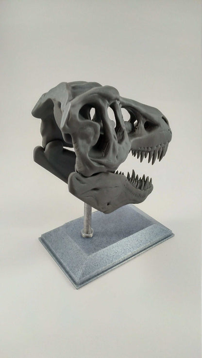 T-Rex Dinosaur Realistic Skull with stand 3D printed - 3DEvricPrinting