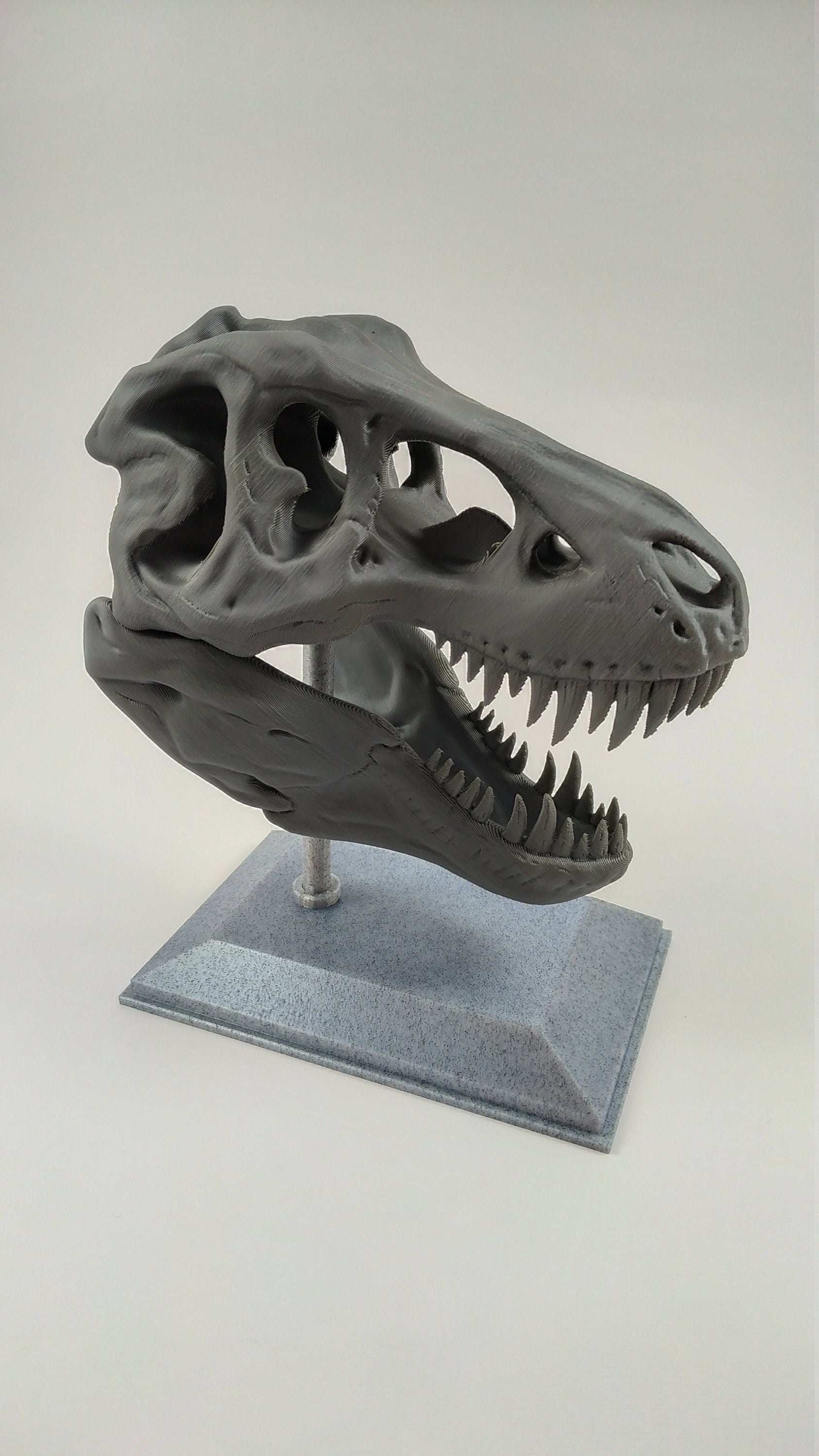T-Rex Dinosaur Realistic Skull with stand 3D printed - 3DEvricPrinting