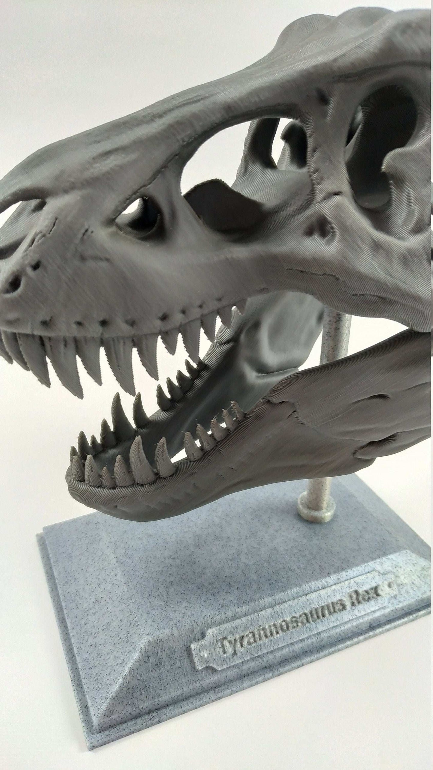 T-Rex Dinosaur Realistic Skull with stand 3D printed - 3DEvricPrinting