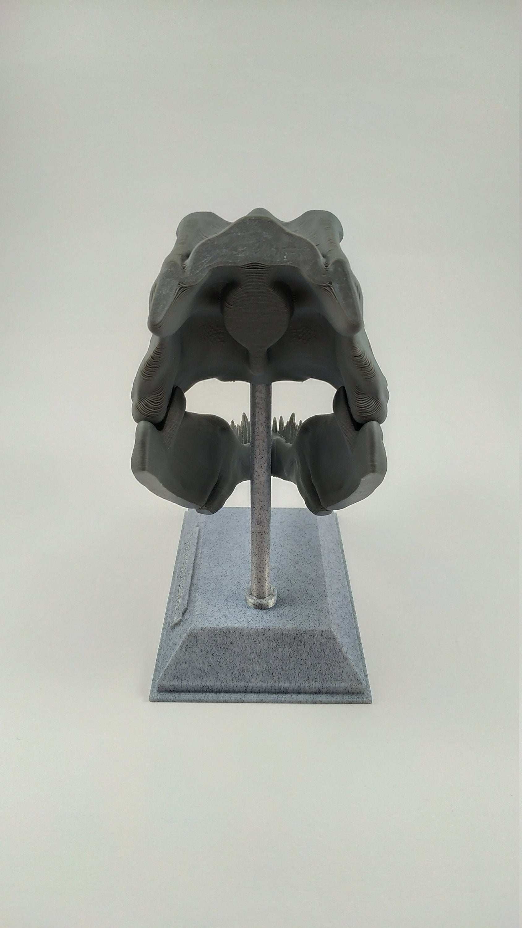 T-Rex Dinosaur Realistic Skull with stand 3D printed - 3DEvricPrinting