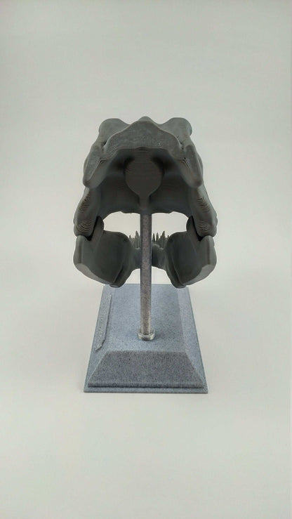 T-Rex Dinosaur Realistic Skull with stand 3D printed - 3DEvricPrinting