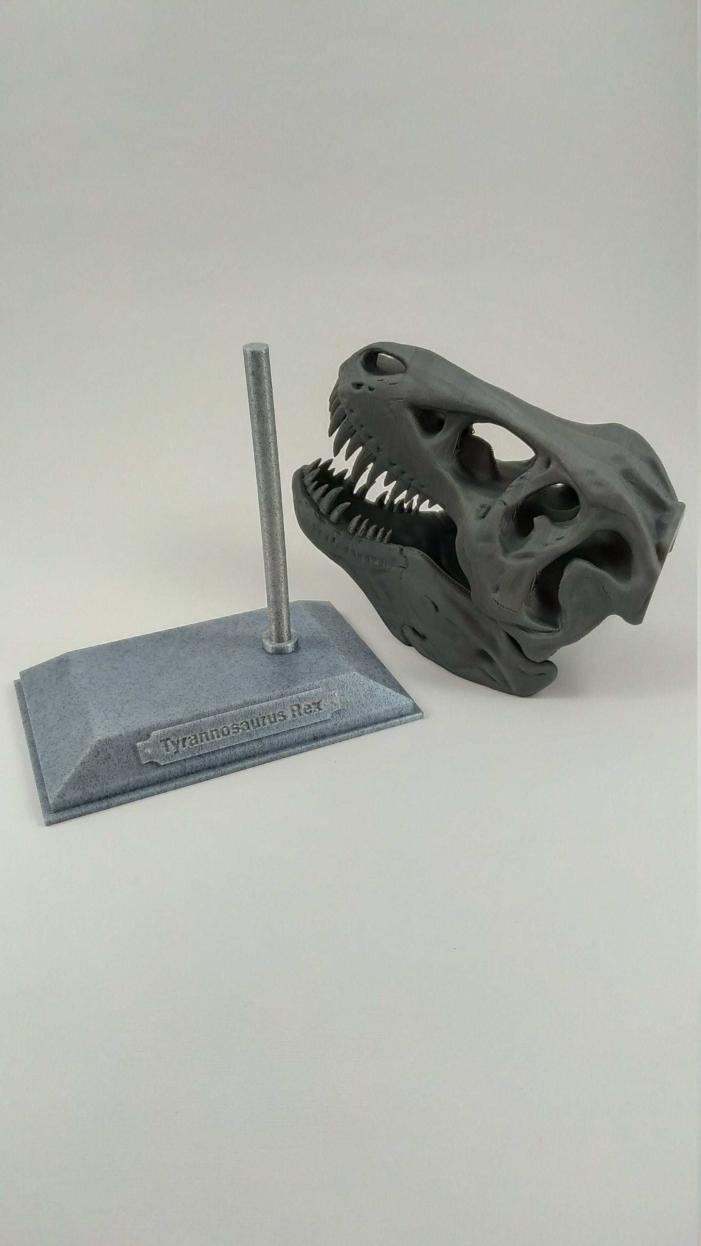 T-Rex Dinosaur Realistic Skull with stand 3D printed - 3DEvricPrinting