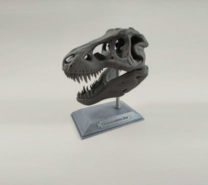 T-Rex Dinosaur Realistic Skull with stand 3D printed - 3DEvricPrinting