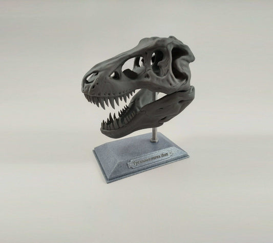 T-Rex Dinosaur Realistic Skull with stand 3D printed - 3DEvricPrinting